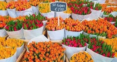 Tulipani in un mercato, Paesi Bassi